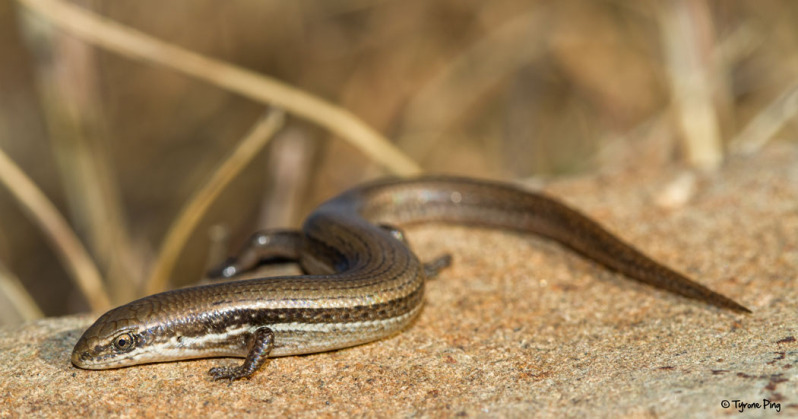 Olovulu