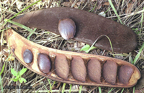 Ụkpaka