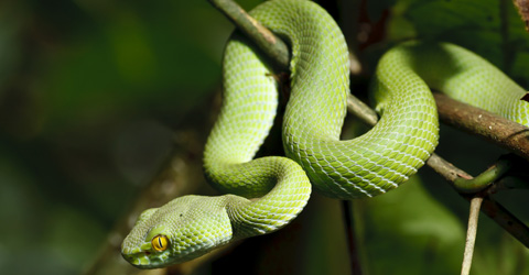 Agwọ
